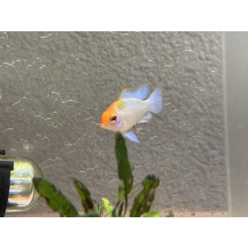 WYSIWYG 6 Electric Blue Ram subadults, FREE FEDEX 2 DAY SHIPPING