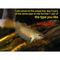 protect from extinction wild betta edithae pair