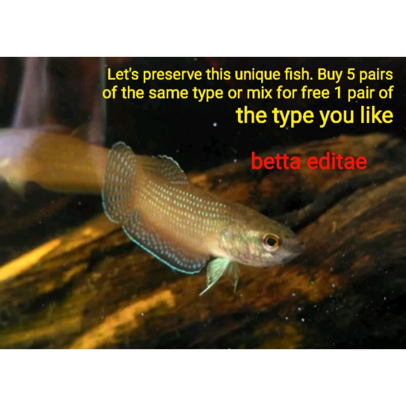 protect from extinction wild betta edithae pair
