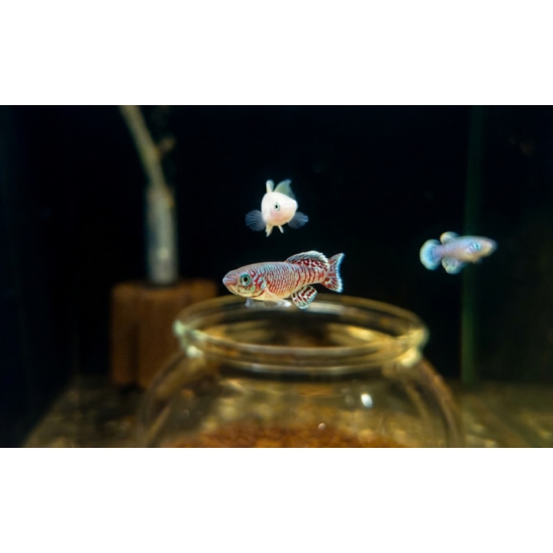 Nothobranchius - Eggersi Solid Blue 40+