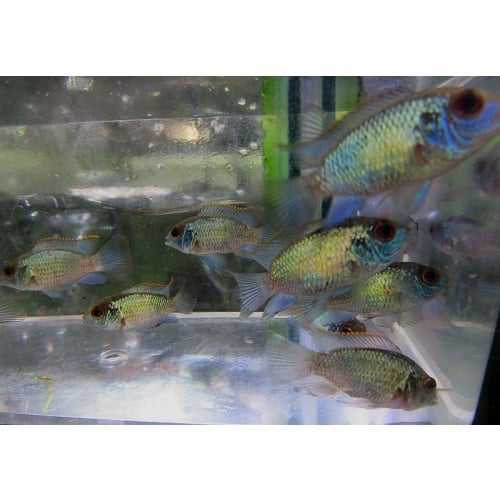 4 electric blue acara