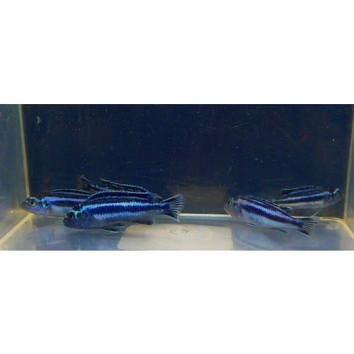 8 electric blue johanni