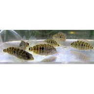 4 eb texas cichlids