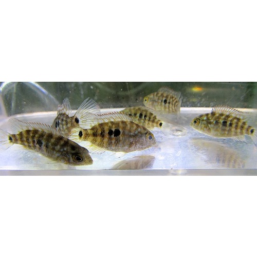 4 eb texas cichlids