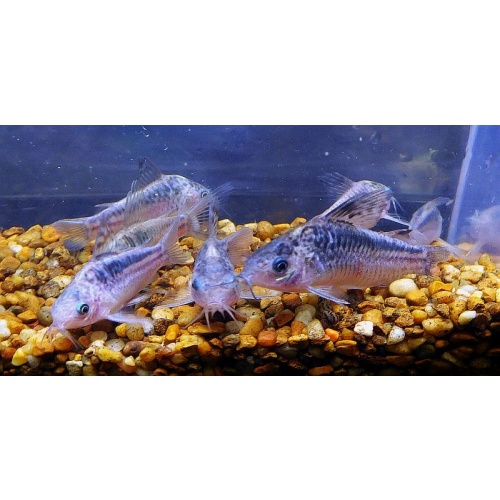 4 wild elegans corys