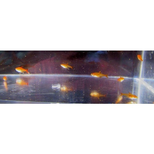 8 ember tetras