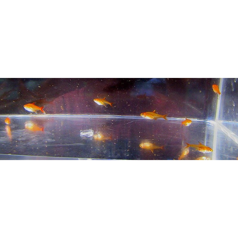 8 ember tetras