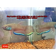 protect from extinction wild betta enisae pair