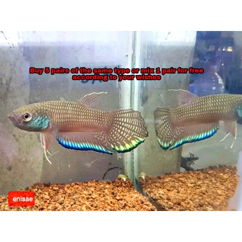 protect from extinction wild betta enisae pair