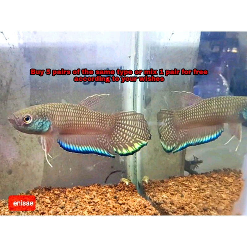 protect from extinction wild betta enisae pair