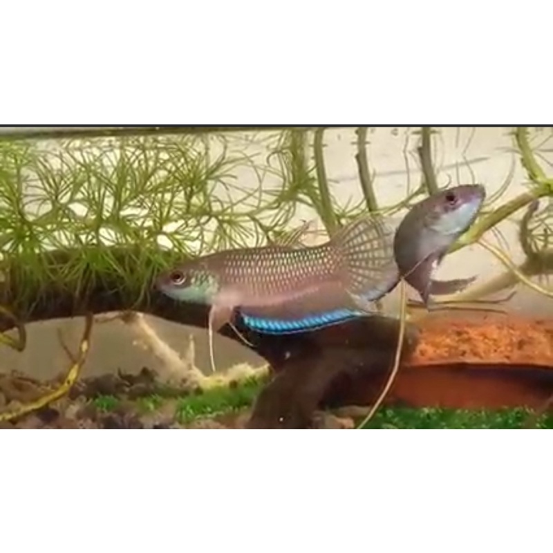 protect from extinction wild betta enisae pair