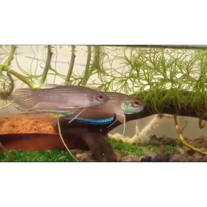 protect from extinction wild betta enisae pair