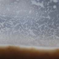 Vinegar Eels - Hyperdense Starter
