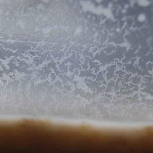 Vinegar Eels - Hyperdense Starter