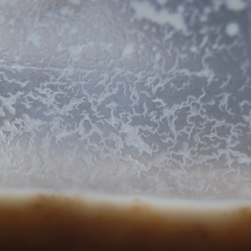 Vinegar Eels - Hyperdense Starter