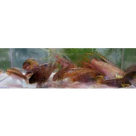 2 Young breeding pair F2 Red Kribensis