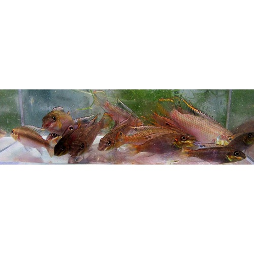 Young breeding pair F2 Red Kribensis