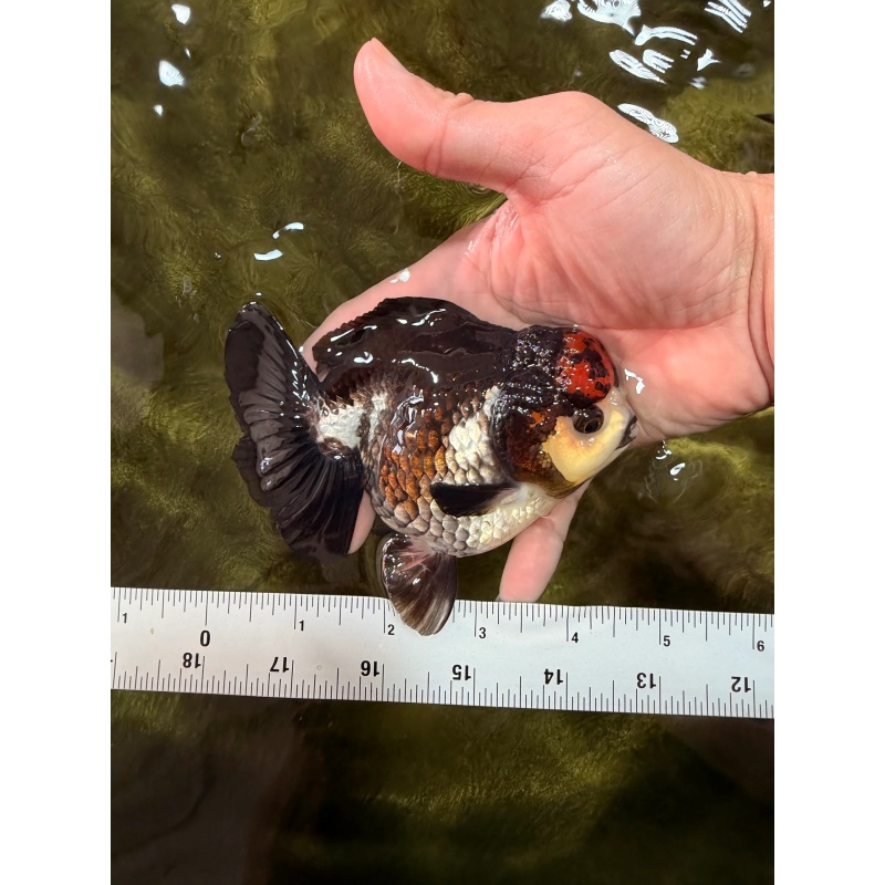 ADORABLE A Grade Tricolor Yuanbao Male 4.5 inches