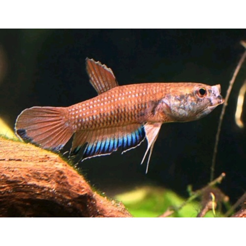 protect from extinction wild betta falx pair