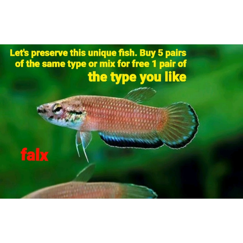 protect from extinction wild betta falx pair