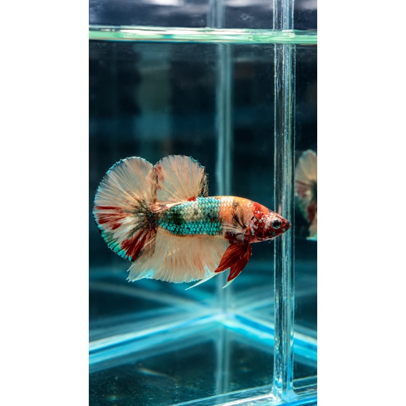 Male Multicolor Metallic Copper Yellow Base Fancy Nemo HMPK (3.5 cm) Premium Thailand