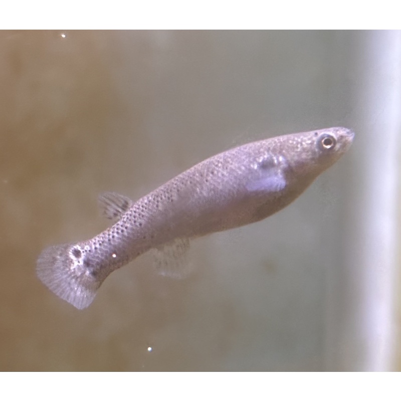 Kryptolebias marmoratus bonairensis