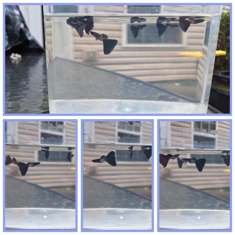 Donation Auction Black Metal/Full Black Guppies