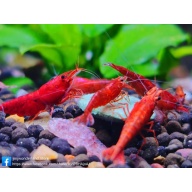 10+1 Fire Red Neocaridina Dwarf Shrimp HIGH GRADE - FAST SHIPPING
