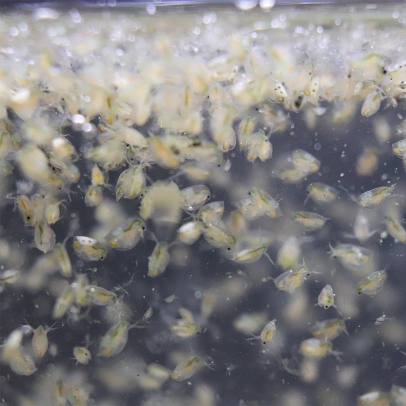 Daphnia Magna Eggs