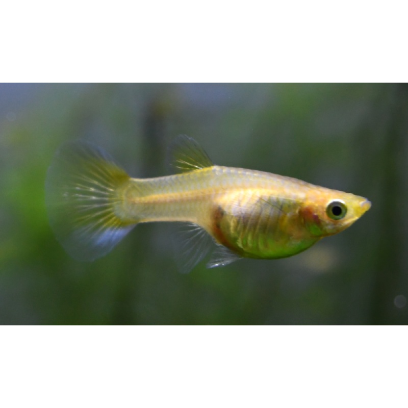 Transnow selected breeding trio