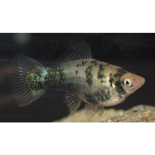 Marbled Swordtails