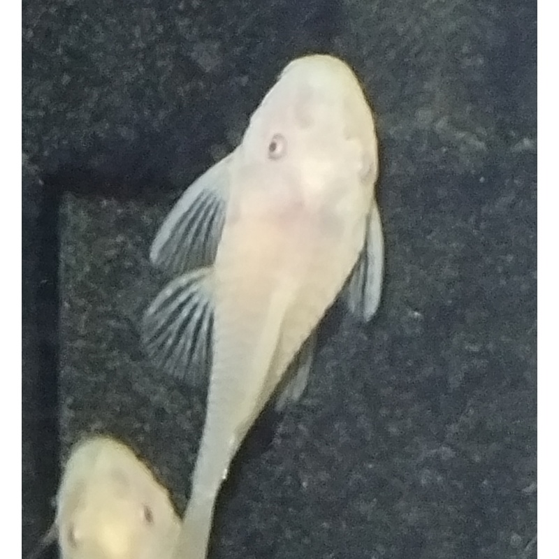 Albino Bristlenose Pleco M/F Pair