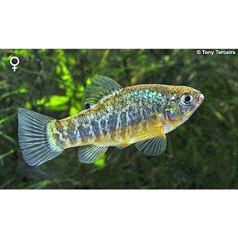 Wild-Type Sheepshead Minnows – Extremely Hardy Brackish & Saltwater Fish