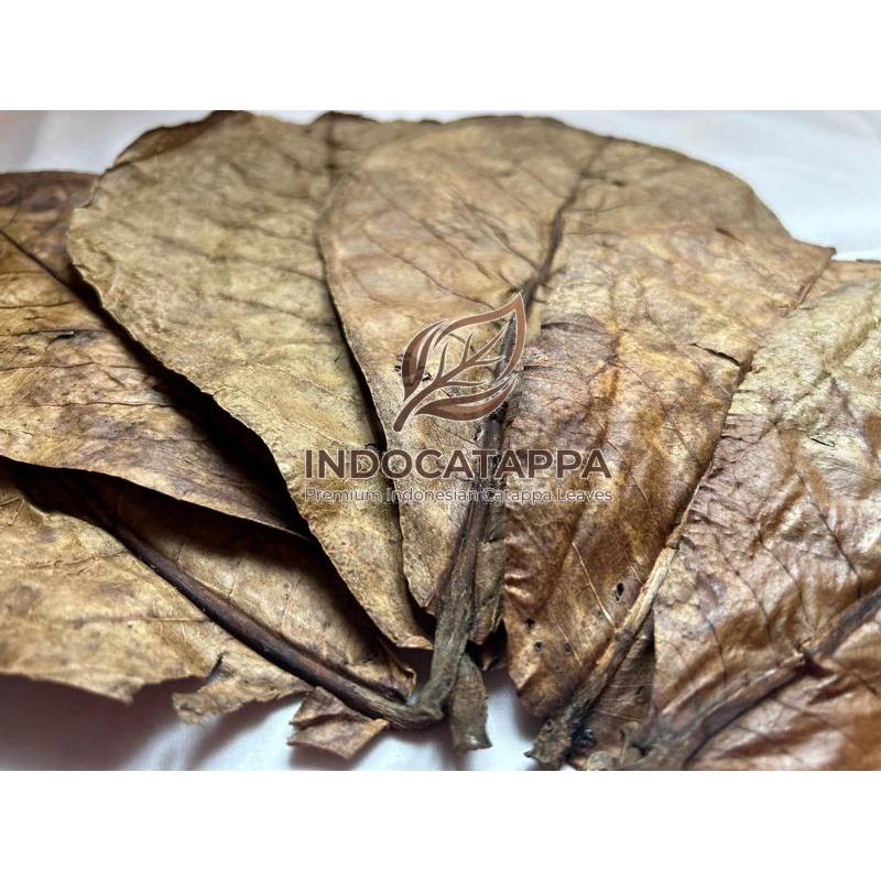 Premium Fermented Catappa Leaves – Strong Tannins for Betta & Shrimp Tanks