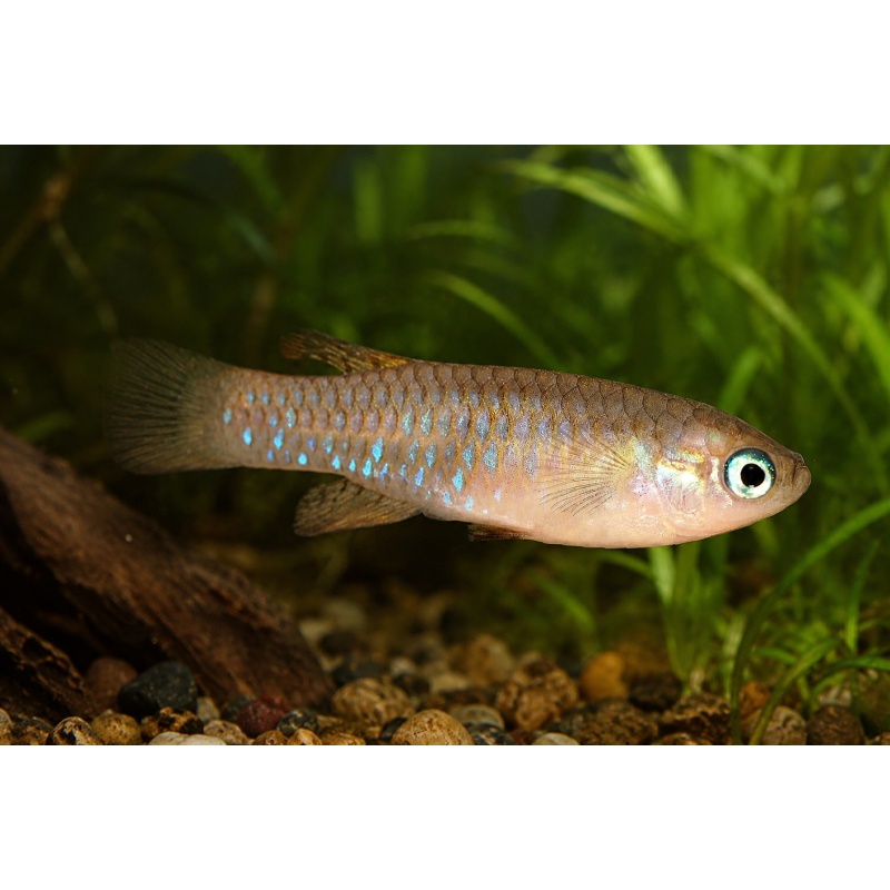 Lacustricola pygmaeus ZASB25-3
