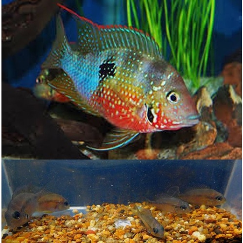 4 aureum cichlids