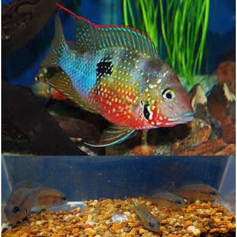 4 aureum cichlids