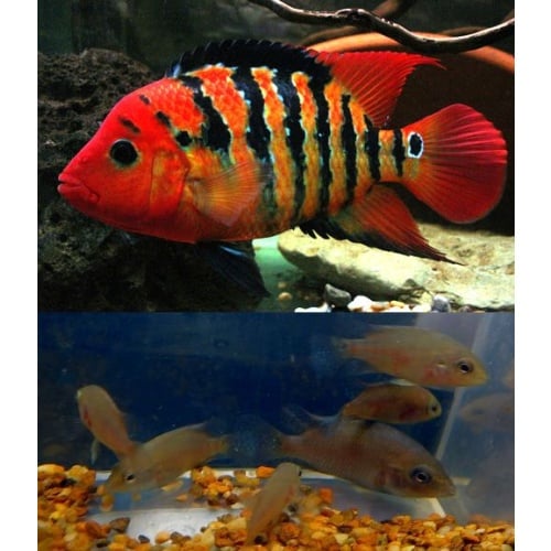 group of 4 red terror true festaes