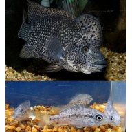 group of 4 Haitiensis, black nastys