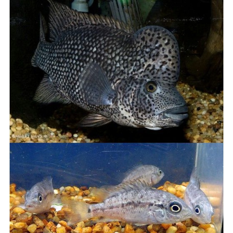 group of 4 Haitiensis, black nastys