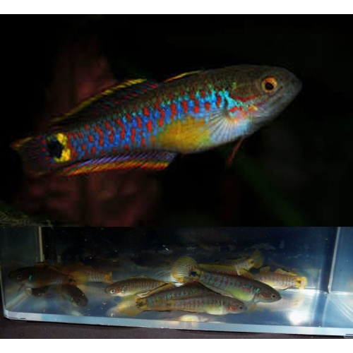 4 peacock gudgeons