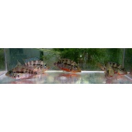 4 firemouth cichlids