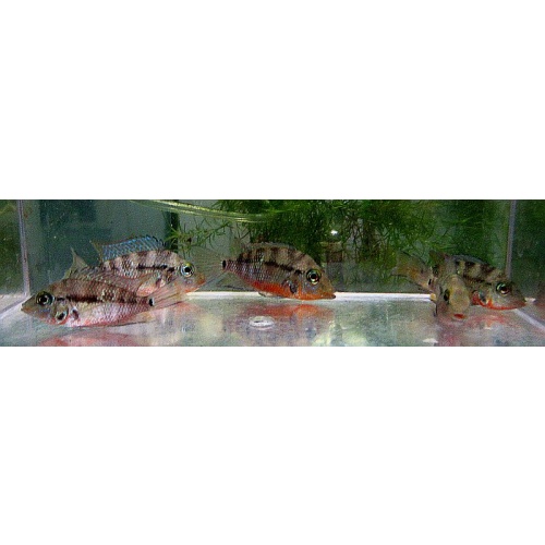 4 firemouth cichlids