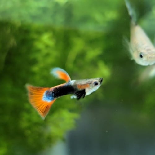 Red Panda selected breeding trio
