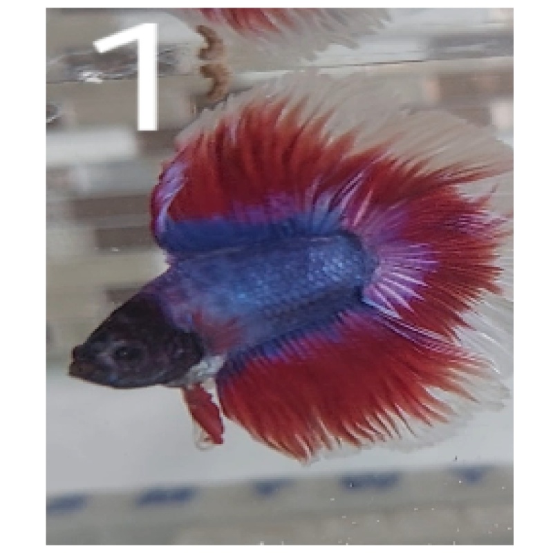 male betta halfmoon