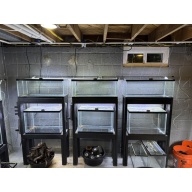 Fish Room Closeout! Tank, stands, heaters,