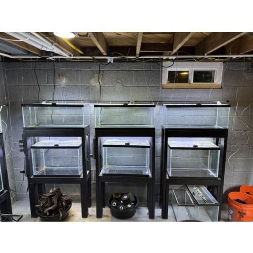 Fish Room Closeout! Tank, stands, heaters,