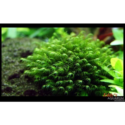 Fissiden fontanus