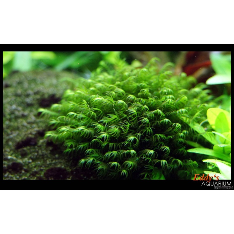 Fissiden fontanus