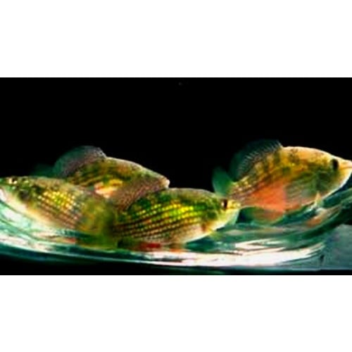8 wild flagfish
